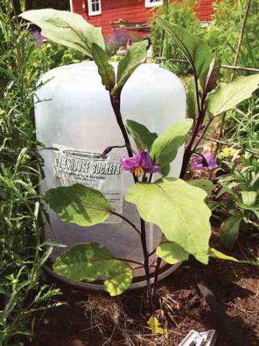 Bucket Cloches